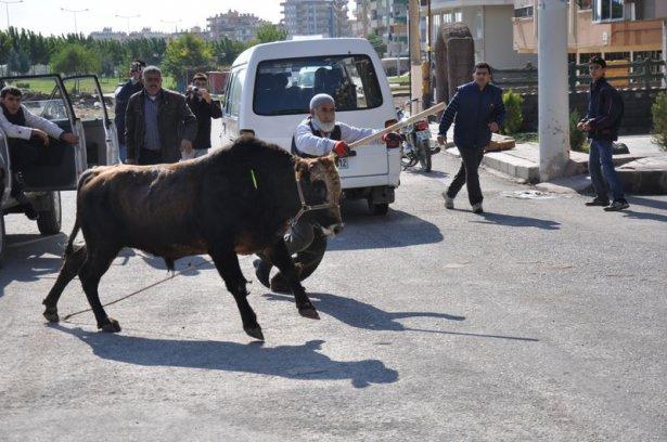 <p> Şanlıurfa'da kesime götürülürken kaçan ve bir saatlik çalışma sonucu uyuşturucu iğnelerle etkisiz hale getirilen boğa sahiplerinden vekalet alınmadığı için kesilemeyince iple bağlanarak kasaba emanet edildi</p>
