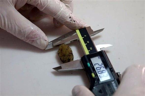 <p>"Normalde doğada sülükler temmuz ve eylül ayında ürerler 2,5 - 3 aylık bir sınırlandırmış üretim periyodudur bu. Bu tesisle üreme sürecini kış döneminde başlatmayı başardık, bu şekilde doğadaki 2,5 aylık dönemi 12 aya yaydık ve bu tesis 12 ay boyunca yavru alabilir pozisyonda üretim yapıyor."</p>

<p> </p>

