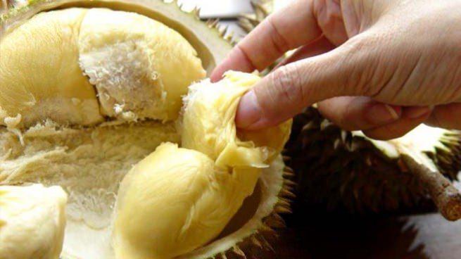 <p>Durian, halk arasında '<strong>doğanın uyku hapı' </strong>olarak anılır. Sebebi ise insan vücudunda serotonin ve melatonin yani mutluluk ve uyku hormonları salgılanmasına sebep olur.</p>
