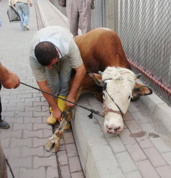 Şanlıurfa'da sahibinin elinden kaçan kurbanlık boğa 1 saatlik kovalamacanın ardından yakalanabildi