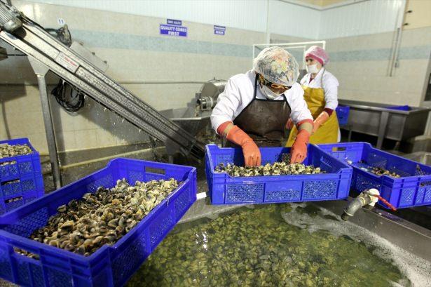 <p>Burada yaklaşık bir saat bekletiliyor. Kasalara konularak 10 kilogram olacak şekilde tartılıyor. Ardından sıfırın altında 35-40 derecede şoklanıyor. Bir gün burada kalıyor. Ardından paketlemeye geçiyor.</p>