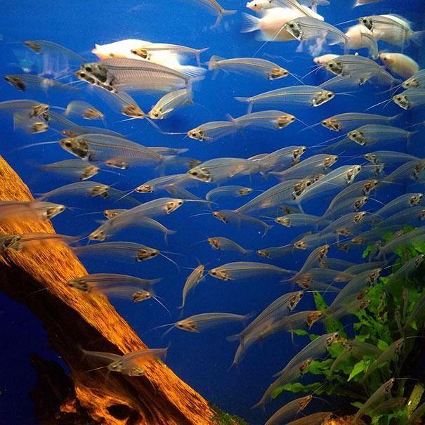 <p>Transparan balıklar</p>
