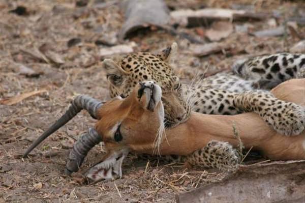 <p>Leopar impalayı avlamak için yakalıyor ve boynundan ısırıyor. </p>
