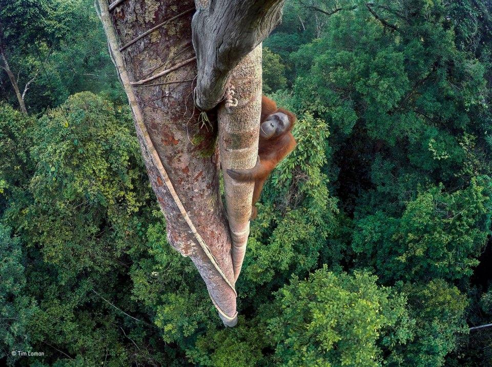 <p>Yarışmanın bu yılki birincisi incir yemek için ağaca tırmanan bir orangutanı fotoğraflayan Tim Laman oldu.</p>

<p> </p>

