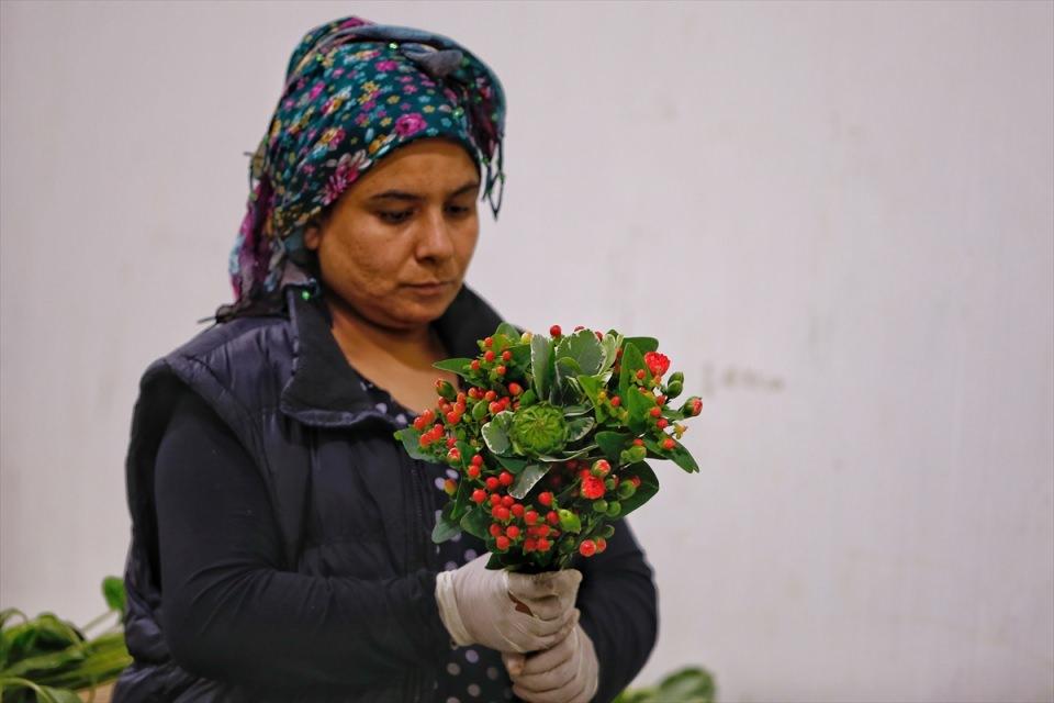 <p>Akdeniz Üniversitesi Ziraat Fakültesi Öğretim Üyesi Prof. Dr. İbrahim Yıldız yüzyıllar önce estetik amaçla kullanılan süs bitkilerinin günümüzde tarımsal ürün olarak kullanıldığını dile getirdi. </p>
<p> </p>