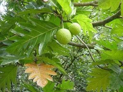 <p><strong>Ekmekağacı- Breadfruit</strong><br />
<br />
Büyük bir ağacı olan meyve dut ağacı familyasındandır. Filipinler ve Asya'nın güney doğusu anavatanıdır. Muz gibi olgunlaşınca yenebilen meyve, olgunlaşmamış ise pişirilip tüketilebilir. Olgun meyvesi yumuşak ve tatlıdır, olgunlaşmamış meyve ise sert ve nişastalıdır. İsmini de barındırdığı nişastadan alır. Pişirildiğinde taze pişmiş ekmek tadındadır.</p>

<p> </p>
