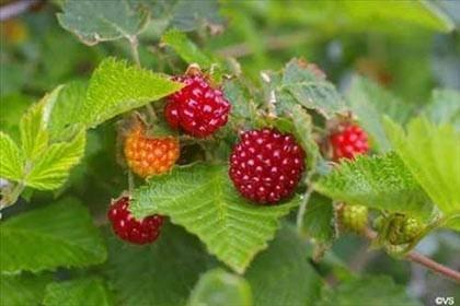 <p><strong>Somonçileği- Salmonberry</strong><br />
<br />
Meyvenin yetiştiği bölge Amerika'nın kuzey kıyısından başlayıp, Alaska ve Kaliforniya'ya kadar uzanır. Nemli ormanlarda ve yoğun çalılıkların arasında bulunan bir ağaçtır. Böğürtlene benzer ama rengi daha turuncudur. Çiğ olarak yenerse tatlı bir lezzeti vardır ama genellikle suyun, şarabını, şekerlemelerini veya reçellerini bulmak mümkündür.</p>

<p> </p>
