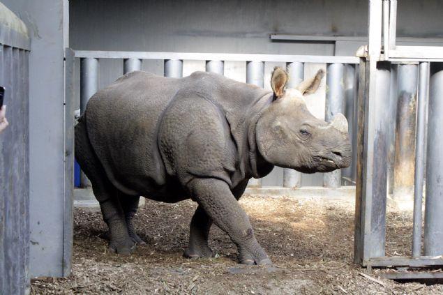 <p>Kocaeli Darıca'da bulunan hayvanat bahçesinde bulunan Faruk Yalçın Hayvanat Bahçesi ve Botanik Parkı'nda bakılan gergedana İngiltere'den eş geldi. Erkek gergedan Samir'in 3 yaşında ve 1.5 ton ağırlığında olduğu belirtildi</p>
