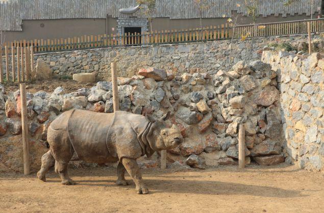 <p>1.5 ton ağırlığında ve 2 metre uzunluğunda. Annesiyle uzun zaman geçirdiği için bakıcılar Komala'yı eğitme fırsatı bulamamışlar. Bu nedenle Komala'yı biz eğiteceğiz. Samir ve Komala'yı aynı ortamda ayrı taraflarda tutuyoruz.</p>
