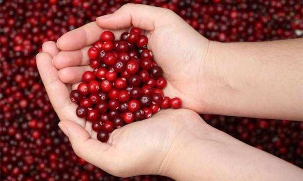 <p>Yapılan bir araştırmada kızılcık meyvesinin içerisinde güçlü antioksidan maddeler olan flavonoidler ve antosiyaninlerin bol miktarda bulunduğu tespit edilmiştir. Orman meyvesi olan kızılcık, portakaldan iki kat daha fazla C vitamin içerir.</p>