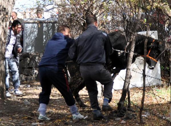 Erzurum'da sahiplerinin elinden kaçan iki büyükbaş kurbanlık, ortalığı birbirine kattı ve 1'i kadın 5 kişiyi yaraladı.