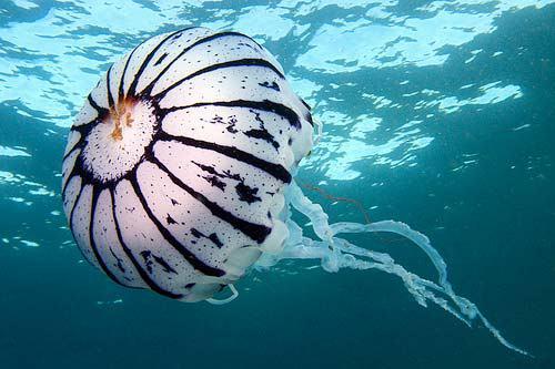 Denizanası temasından sonra oluşan yanma, ağrı ve kızarıklık gibi etkileri azaltmak için deniz suyunun kişinin dayanabileceği oranda ısıtılıp temas eden bölgeye uygulanabileceğini dile getiren Dr. Özbek, "Yanan yerin tatlı suyla yıkanması ilk tedbir olarak yanlış bir uygulama, soğuk suyla yıkama ve buz uygulama yanlıştır. Bunlar ağrı, acı, kızarıklık ve yanmayı artırır. Etkilenen bölge mümkün olduğunda hareket ettirilmemeli" diye konuştu.