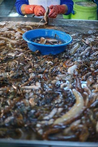 <p>Ege kıyılarında deniz dibinden toplanan ve şekli nedeniyle deniz hıyarı ya da deniz patlıcanı olarak adlandırılan su ürününde ihracat 7 milyon dolara yaklaştı. Gıda Tarım ve Hayvancılık Bakanlığı'nın izin verdiği sahalarda dalgıçların topladığı deniz patlıcanı, özellikle Çin mutfağında tercih ediliyor.</p>
