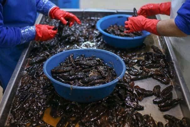 <p>İzmir'de deniz patlıcanı ticaretini yapan bir firmanın yetkilisi Serdar Kösel, yaptığı açıklamada yaklaşık 10 yıl önce başladıkları deniz patlıcanı işletmeciliğini giderek geliştirdiklerini söyledi.</p>

<p> </p>
