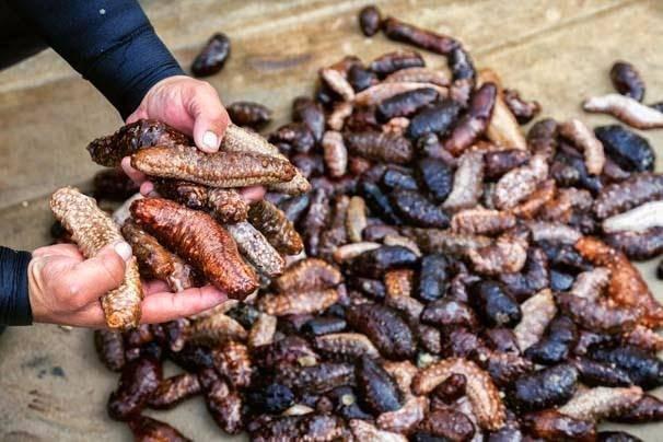 <p>Ürünün kalitesine göre donmuş fiyatı kilogram fiyatı 5 ila 25 dolar arasında değişiyor. Kilogram fiyatı ise 10 dolar seviyesinde. Çin mutfağında ahtapot, kalamar gibi deniz ürünleriyle birlikte servis ediliyor. Beraber servis edildiği yemeğin ya da sosun tadını alıyor. Daha çok sağlığa faydalı olduğu için tercih ediliyor." ifadelerini kullandı.</p>