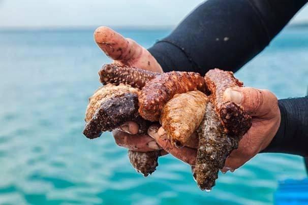 <p>Dünyada 100'ün üzerinde deniz patlıcanı türü olduğuna işaret eden Kösel, Türk kıyılarından çıkan deniz patlıcanının dünyadakilere kıyasla orta kalitede olduğunu sözlerine ekledi.</p>

<p> </p>

<p> </p>

<p> </p>

