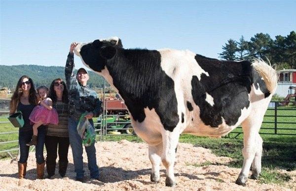 <p>Holstein cinsinden olan dana tam 193 cm yüksekliğinde. <br />
 </p>
