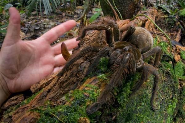 <p>En küçük bir örümceğin bile büyük korkulara sebep olabildiği dünyamızda, Theraphosa blondi'yi görenler hayretler içerisinde kalabilir. Güney Amerika’da yaşayan bu tarantula, dünyanın en büyük örümceği olarak tarihe geçti. Diğer örümceklerin daha uzun ayakları olmasına rağmen, gövdesi 170 gram ağırlığında.<br />
<br />
Kuş yiyen olarak bilinen bu devasa örümcek aslında göründüğü kadar tehlikeli değil. Takma ismine rağmen, nadiren kuşlarla besleniyor. </p>
