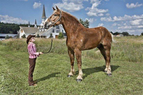 <p>11 yaşındaki 'Big Jake' dünyanın en büyük atı: 1.179 kilo ağırlığında, 210 cm uzunluğunda...<br />
 </p>
