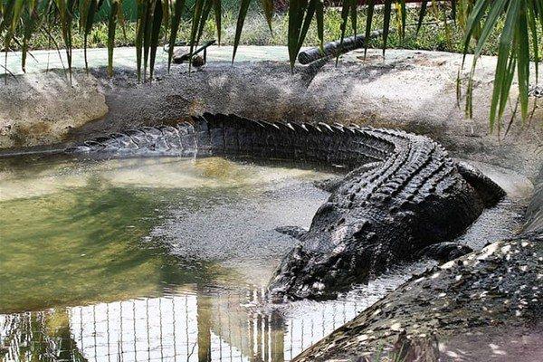 <p>Guinness Dünya Rekorları, Filipinler'de yakalanan timsahı, dünyanın en büyük timsahı ilan etti. <br />
Lakabı "Lolong" olan tuzlu su timsahının boyunun 6 metre 17 santimetre olarak ölçüldü  "Lolong" Filipinler'in güneyindeki Agusan del Sur eyaletinin Bunawan kasabasında yakalanmıştı. </p>
