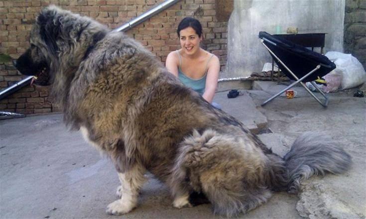 <p>Dünyanın en büyük köpekleri görenleri ürkütüyor.</p>
