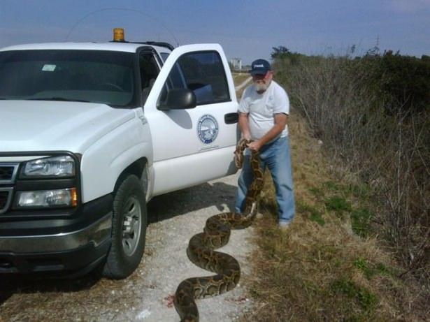 <p>Yaklaşık 6 metre uzunluğunda ve 60 kilo ağırlığındaki dev sürüngenin Florida’da bulunan en büyük piton olduğu düşünülüyor. Hill’in etkisiz hale getirdiği dev yaratık, incelenmek ve ölçümleri yapılmak üzere Florida Üniversitesi’ne gönderilecek.</p>

<p> </p>
