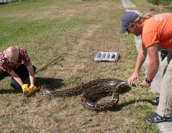 <p>Uzmanların tahminine göre, sıcak ve nemli bir iklime sahip olan Everglades Milli Parkı'na yerleşen Birmanya pitonlarının sayısı on binlere ulaşıyor.</p>

<p> </p>
