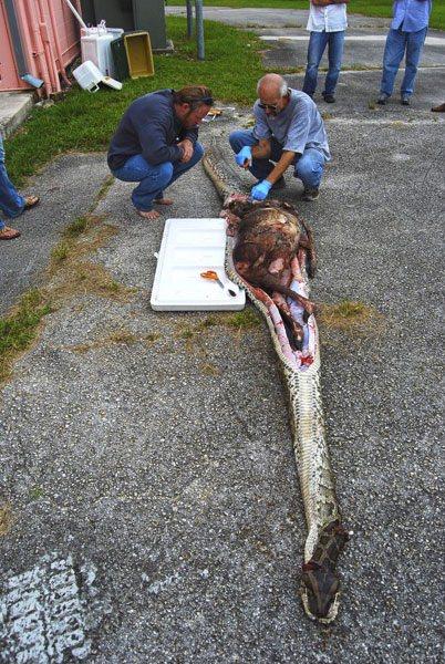 <p>Yetkililer, Florida eyaletinin doğal ortamında kendilerini durduracak hiçbir şeyin bulunmaması nedeniyle bu tür yılanların eyaletteki doğal yaşam için giderek büyüyen bir sorun haline geldiğine dikkati çekiyor.</p>

<p> </p>
