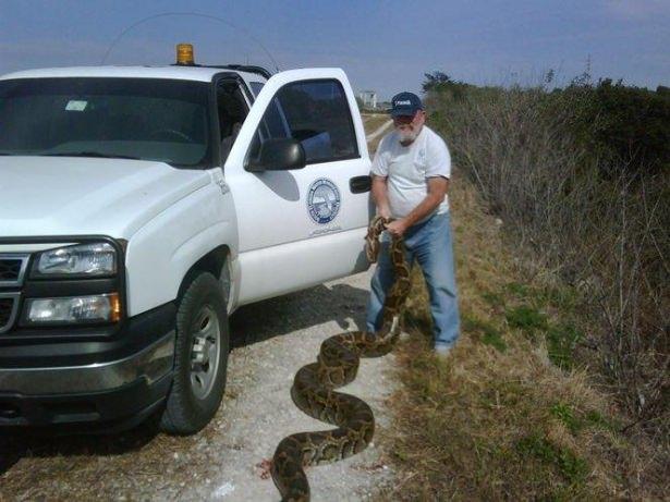 <p>Yaklaşık 6 metre uzunluğunda ve 60 kilo ağırlığındaki dev sürüngenin Florida'da bulunan en büyük piton olduğu düşünülüyor. Hill'in etkisiz hale getirdiği dev yaratık, incelenmek ve ölçümleri yapılmak üzere Florida Üniversitesi'ne gönderilecek..</p>
<p> </p>