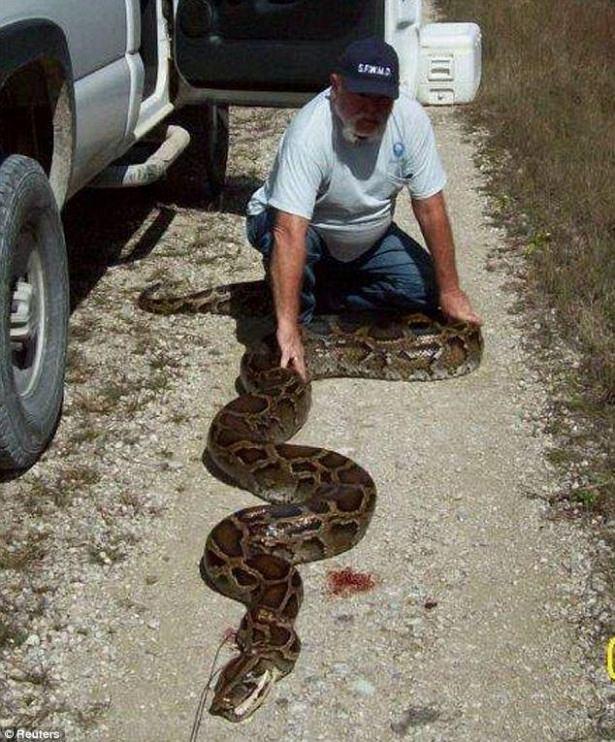 <p>ABD'nin Florida kentindeki ulusal bir parkta 5 metre uzunluğundaki piton görenleri hayrete düşürüyor..</p>

<p> </p>
