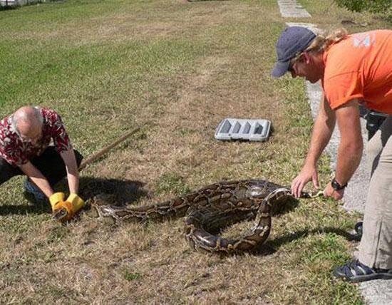 <p>Uzmanların tahminine göre, sıcak ve nemli bir iklime sahip olan Everglades Milli Parkı'na yerleşen Birmanya pitonlarının sayısı on binlere ulaşıyor..</p>

<p> </p>
