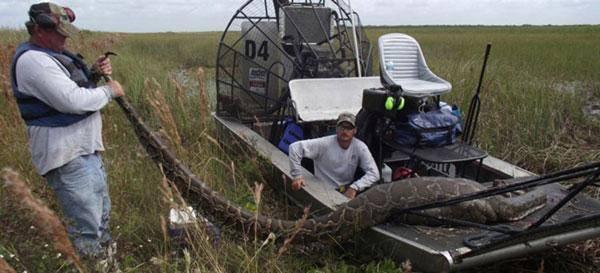 <p>ABD'nin Florida eyaletindeki Everglades Ulusal Parkı'nda yakalanan dev bir Birmanya pitonları, eyalete yerleşen yılanların açtığı sorunun giderek büyüdüğünü gösteriyor.Öldürdükleri pitonun karnını yaran Florida Balık ve Vahşi Hayat Komisyonu egzotik türlerin koordinatörü Scott Hardin, gördükleri karşısında şaşkına döndü..</p>

