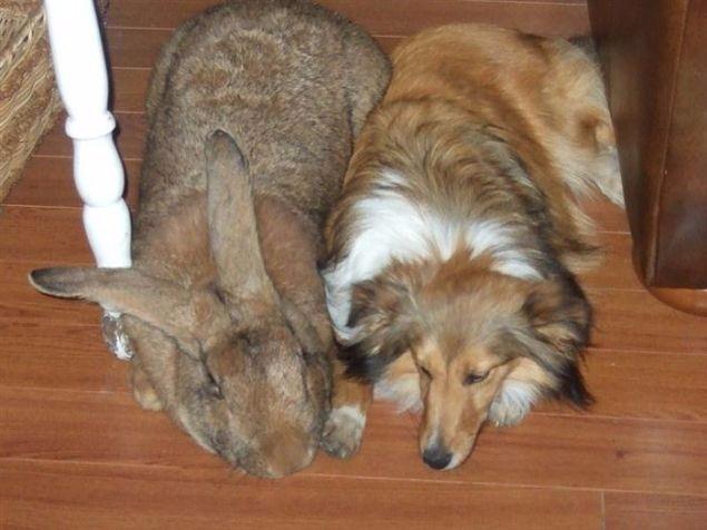 <p><strong>Köpek büyüklüğünde tavşan</strong></p>
