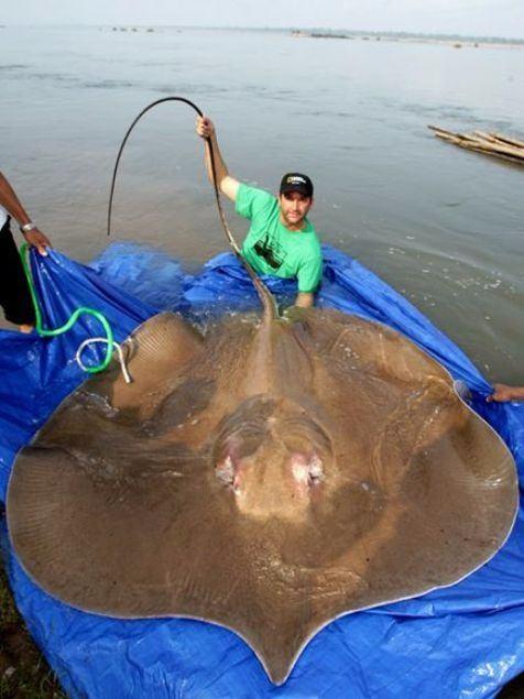 <p><strong>Stingray vatozu</strong></p>
