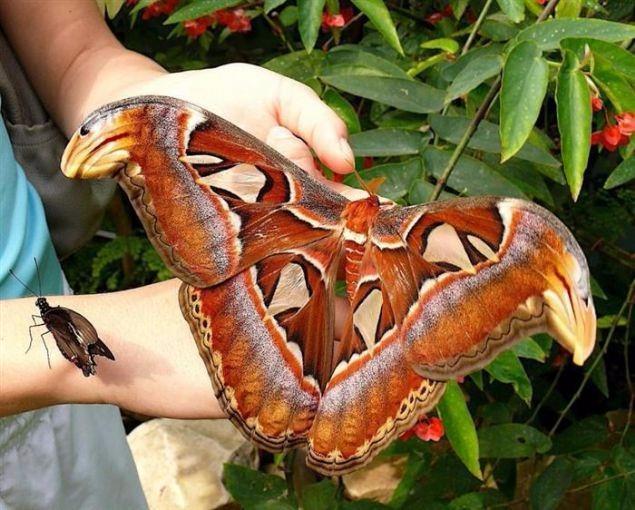 <p><strong>Attacus güvesi</strong></p>
