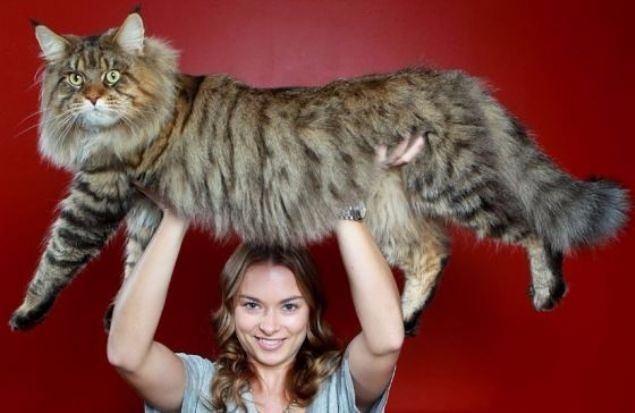 <p><strong>Dev kedi</strong></p>
