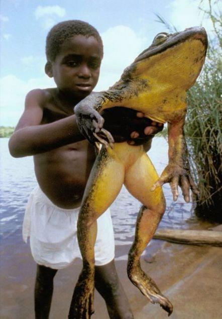 <p>Afrika goliath kurbağası</p>
