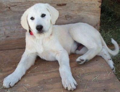 <p>Yasak kararını alan belediye başkanı halkı rahatsız edecek aktivitelerin yapılmasına da bazı sınırlamalar getirdi.</p>
