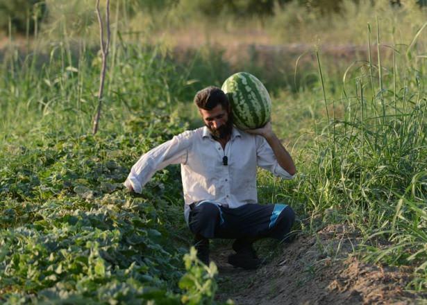 <p>Yetiştirdiği karpuzun dereceye gireceğinden emin olduğunu vurgulayan Kurt, "Çok iddialıyız. Geçen yıl yetiştirdiğim karpuz 47 kilogramdı bu yıl inşallah 50 kilograma çıkacak" şeklinde konuştu.</p>
