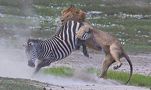 <p>Tanzanya'daki Ngorongoro adlı özel bir bölgede yaşanan bu mücadelede zebra aslanın pençesinden kurtulmayı başardı. Üstelik ağır yara almadan...</p>
