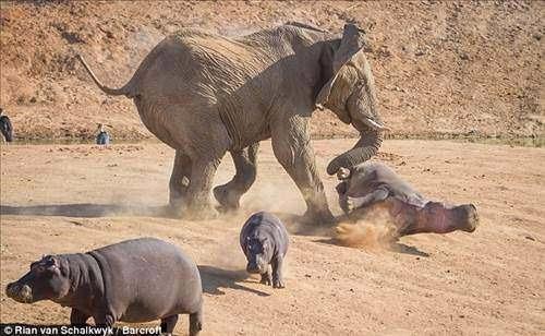 <p><strong>Yavrusu için kendini feda etti </strong><br />
Vahşi yaşam fotoğrafçısı Rian Van Schalkwyk'ın Afrika ülkesi Namibya'da çektiği görüntüler, bir annenin yavrusunu kurtarmak için her türlü eziyete katlanabileceğini gösterdi.</p>
