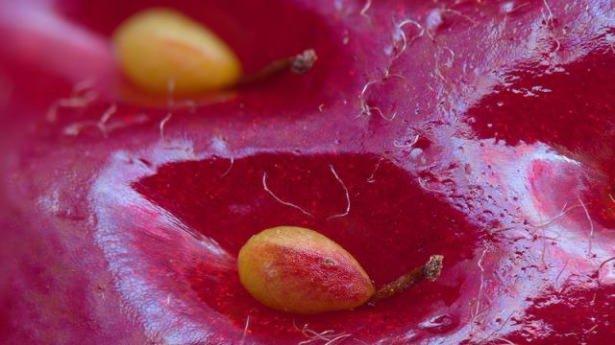 <p>Bir çilek tanesindeki iki tohum</p>
<p> </p>