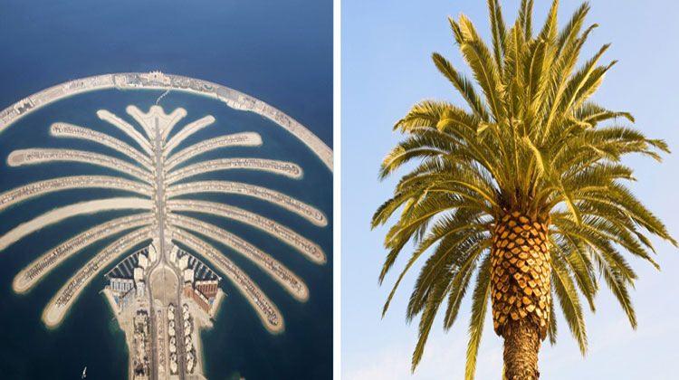 <p>Dubai Palmiye Adaları </p>
