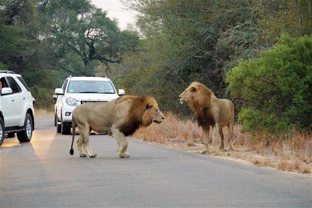 <p>Güney Afrika Kruger Ulusal Parkı'nda meydana gelen olayda turistler şoke oldu.</p>
