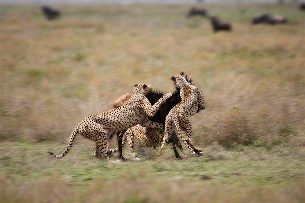 <p>Avlanmak için Serengeti'de dolaşan çitalar, genç bir antilopu yakaladı.</p>
