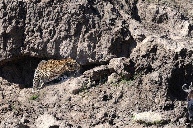 <p><strong>Adım adım kovaladı ve...</strong></p>

<p>Kenya Masai Mara'da gerçekleşen oayda leopar avına böyle yanaştı.</p>
