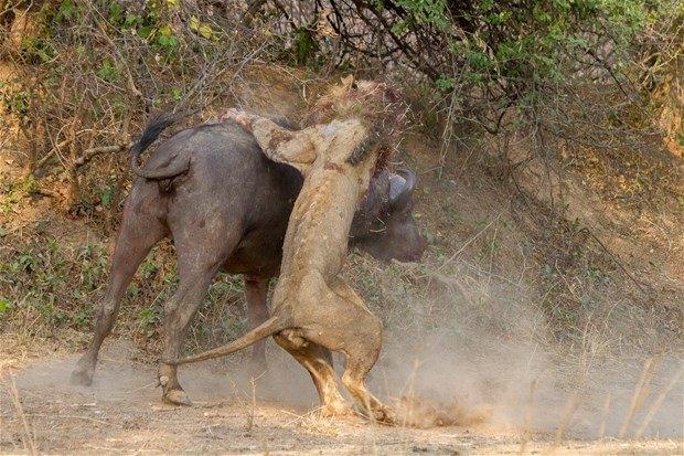 <p>Zambia'nın Güney Luangwa Ulusal Park'ında yaşananlar herkesi hayrete düşürdü. 6 yaşındaki aç erkek aslan, dişi bir bufaloya saldırdı. </p>
