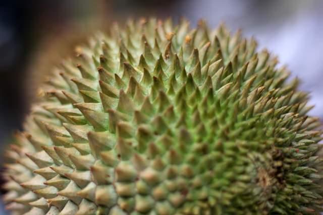 <p><strong>'Meyvelerin kralı</strong>' olarak anılan durian'ın esas ait olduğu ülkeler Tayland, Malezya ve Endonezya'dır.</p>