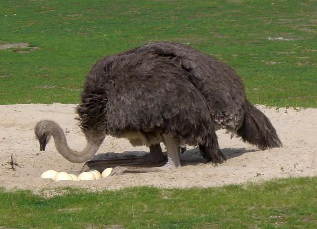<p><strong>Yanlış. Aslında yumurtalarını gömmek için toprağı kazarlar. Yumurtaları sık sık kontrol ettikleri için kafaları hep aşağıdadır.</strong></p>
