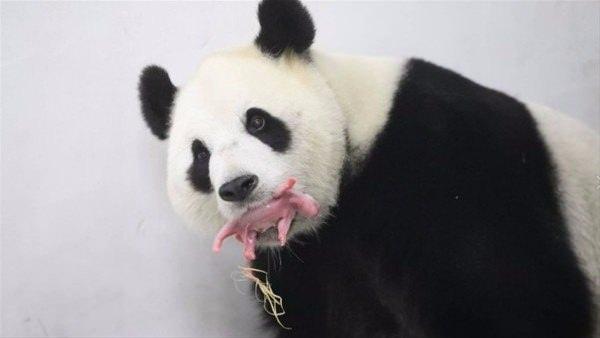 <p>Belçika'daki Pairi Daiza Park'ında yaşayan Hao Hao isimli panda, bir yavru dünyaya getirdi.</p>

